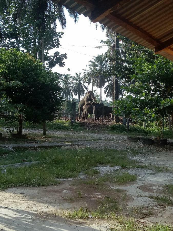 Green Lodge Tangkahan Exterior photo
